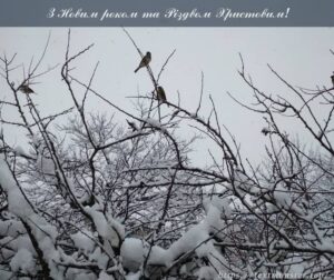 Щиро вітаю вас з Різдвом Христовим та Новим роком!