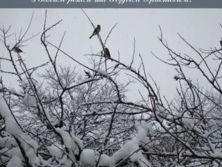 З Новим роком та Різдвом Христовим!