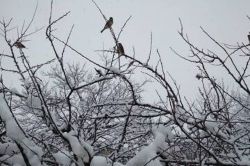 Щиро вітаю вас з Різдвом Христовим та Новим роком!